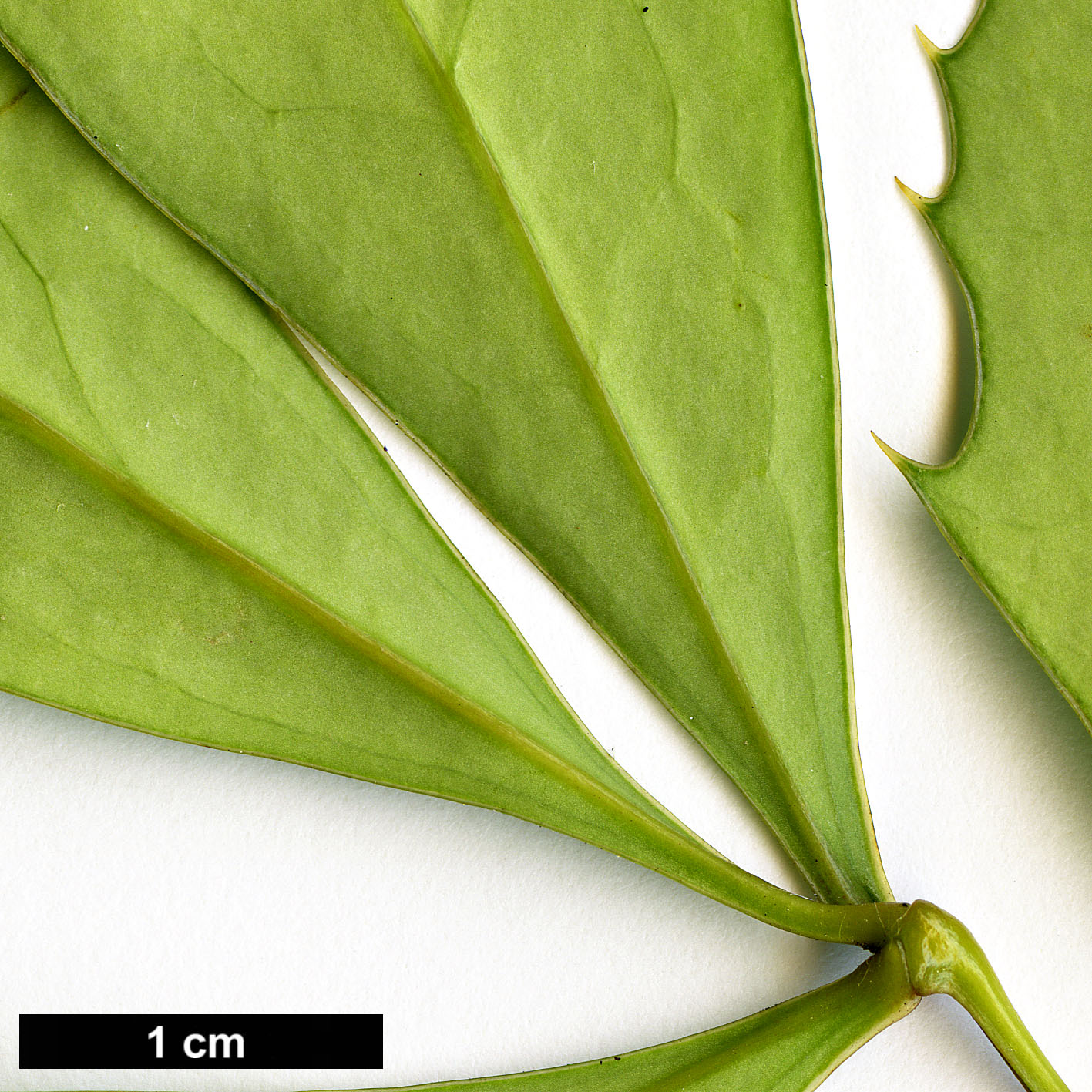 High resolution image: Family: Berberidaceae - Genus: Mahonia - Taxon: breviracema